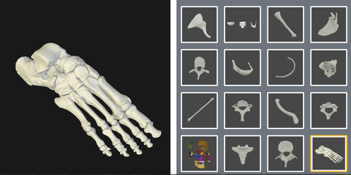 A screenshot of virtual bones from the human body. A skeleton foot is displayed.