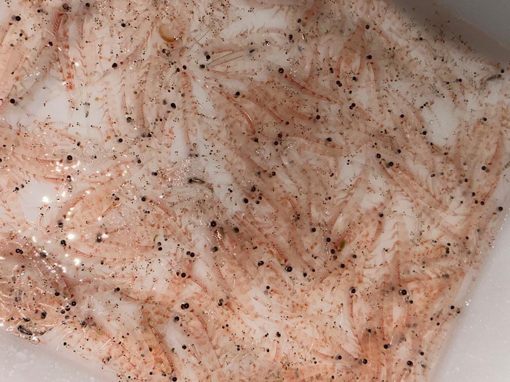 Krill.