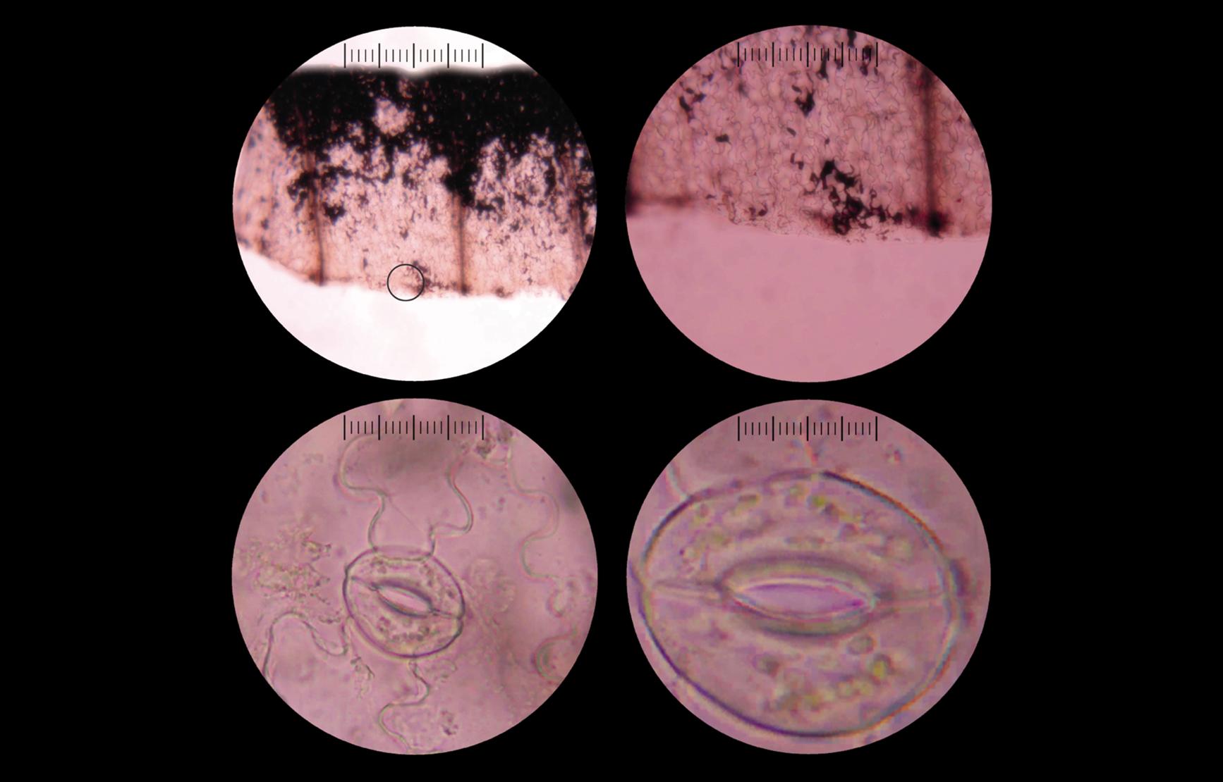 Black IMPACT cover with four views of a cell from a digital microscope, at varying zooms