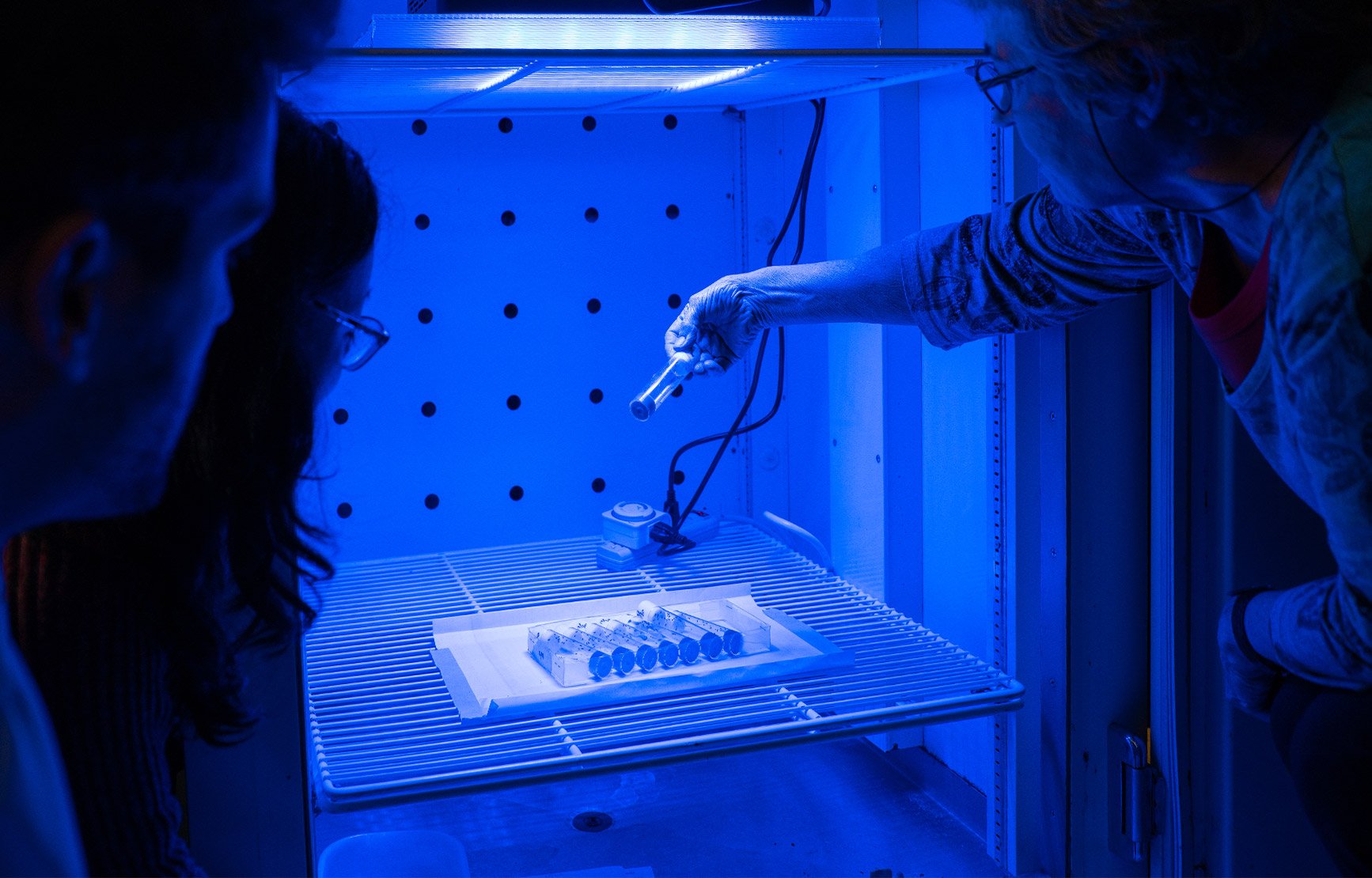 Three biology researchers observe fruit flies under a blue light