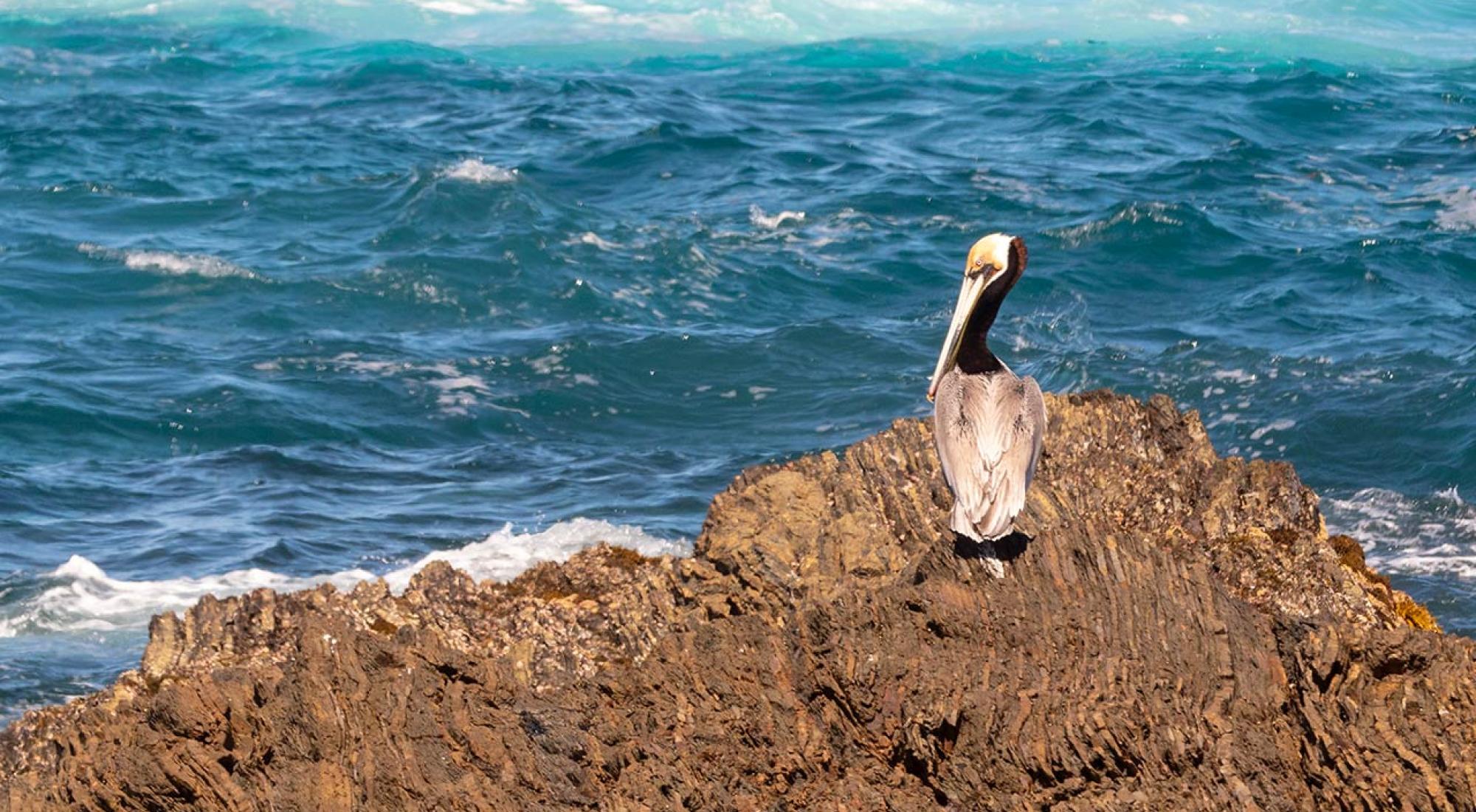 Pelican sitting on rock in front of ocean