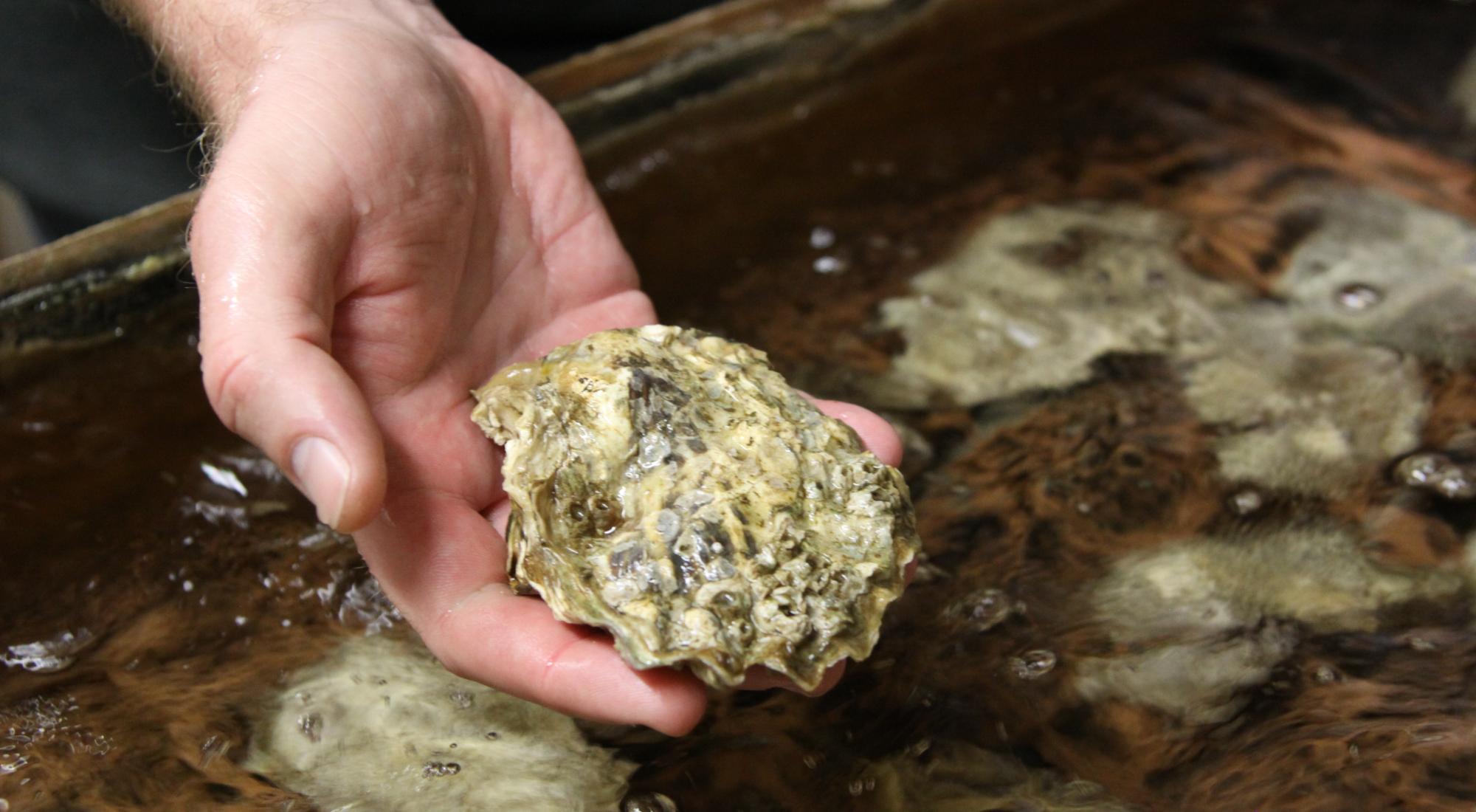 OSU stock image of oyster