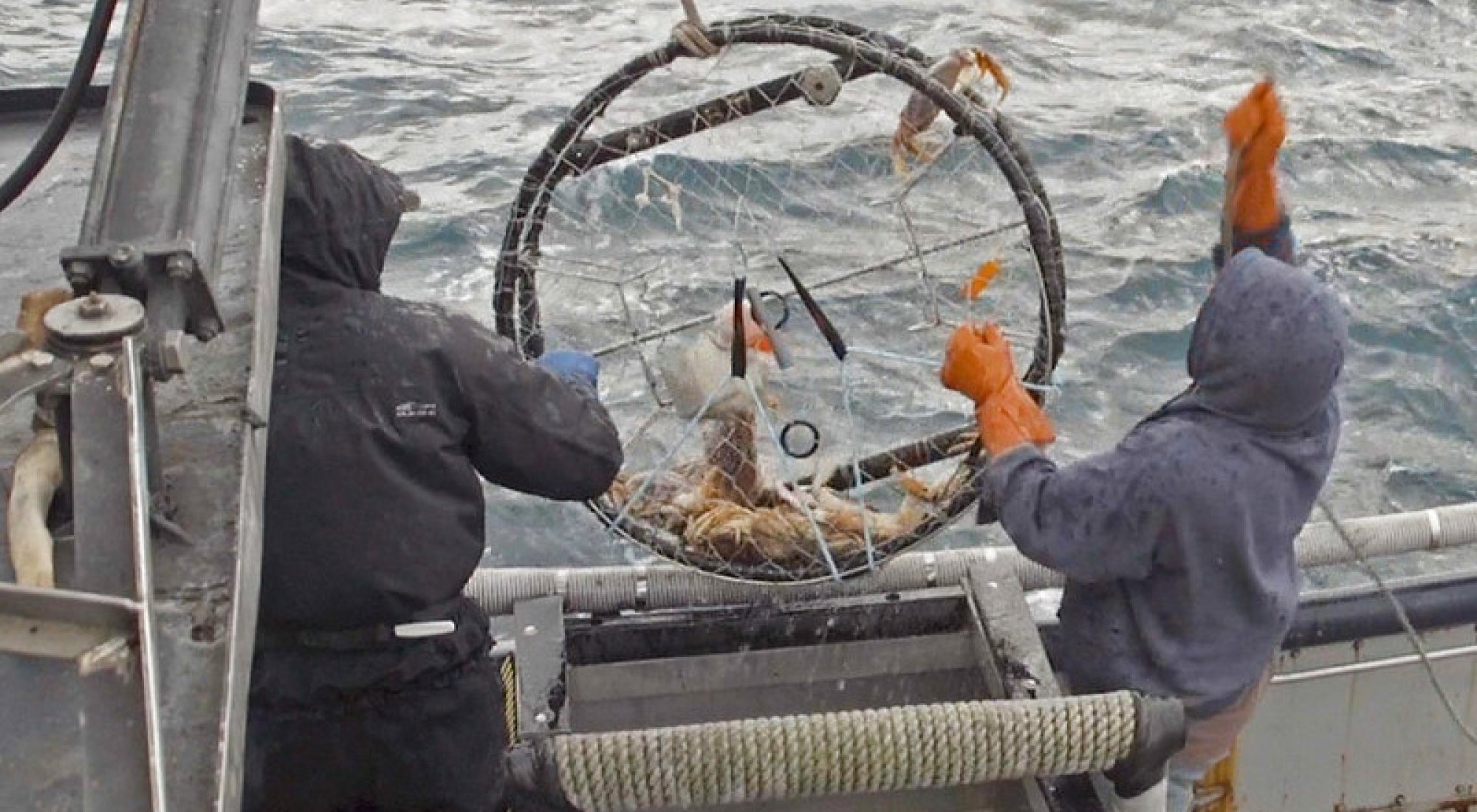 Two people on a fishing boat haul in a crab pot containing Dungeness crabs.