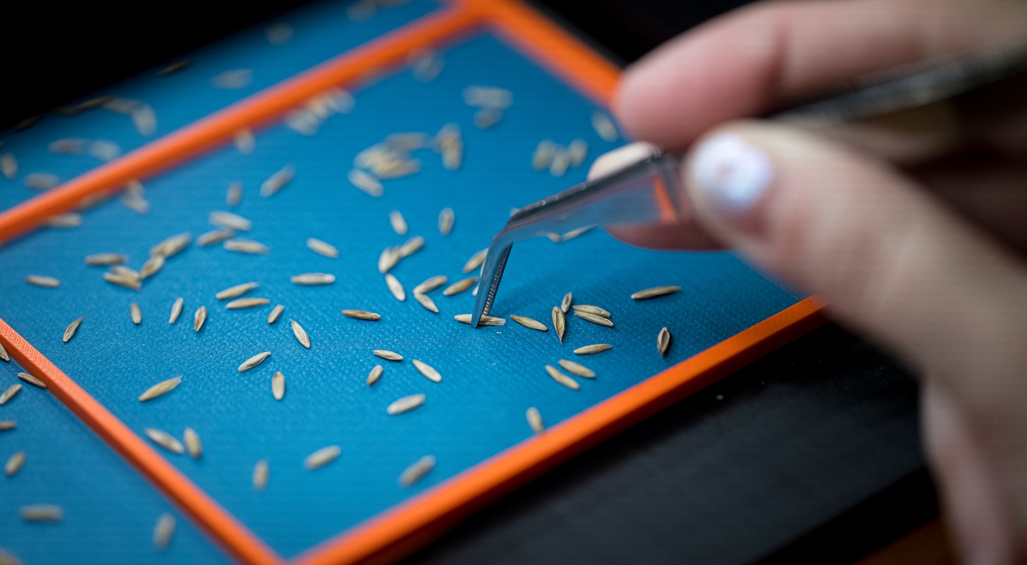 A closeup of a scientist sorting seeds for a computer to analyze
