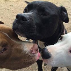Rescue dogs licking each other in dog park