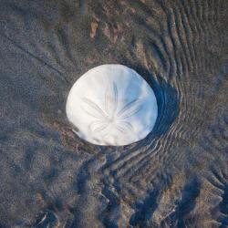 Sea shell washed up on ocean shore