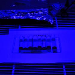 Fruit flies under blue light in lab