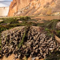 Quagga mussels on rock on bank of Colorado River.