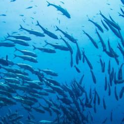 Blue rockfish swimming in a large group.