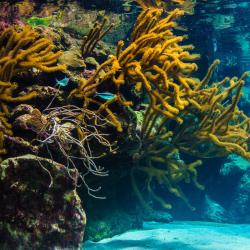 Underwater coral reef landscape background in the blue sea with fish and marine life.