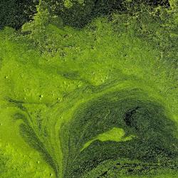 Aerial shot of an algal bloom