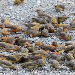 A group of songbirds on the ground
