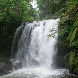 Oregon waterfall cascading down a cliffside surrounded by lush green trees.