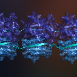Intrinsically disordered proteins