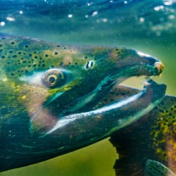 A close-up of a chinook salmon at a hatchery in washington.