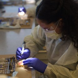 Ella Bailey wearing gloves and a mask, working with a teeth model, in a dental simulation lab at the OHSU Summit Program.