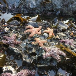Young adult ochre sea stars