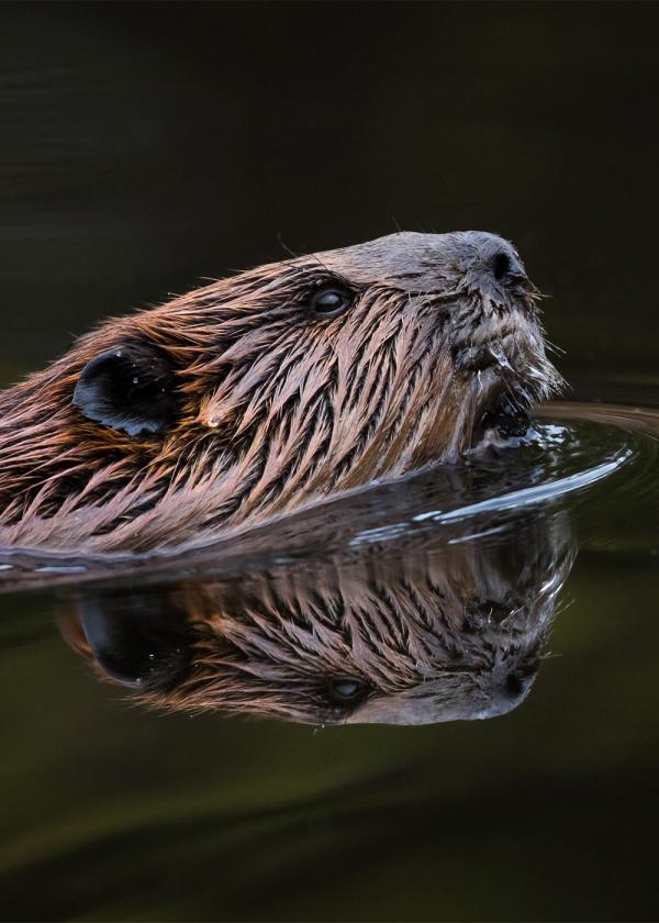 A majestic beaver in the wild (this person hasn't uploaded a profile photo yet).