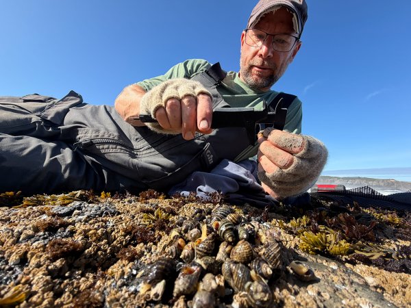Mark Novak studying marine life, using a caliper to measure an organism with a pile of sea snails in the foreground, bright blue coastal Oregon sky and a small slice of an ocean view in the background.
