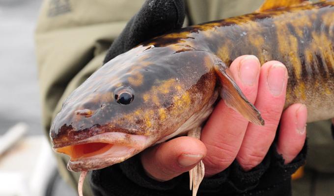 Fish sitting in the hands of fisherman