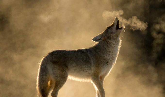 wolf howling in snow