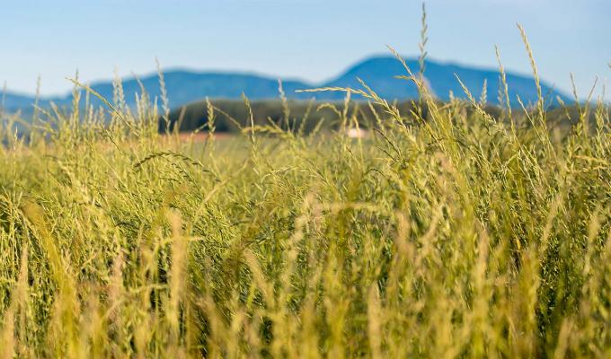 Tall grass field in front of mountain range