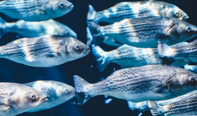 School of fish swimming through dark creek