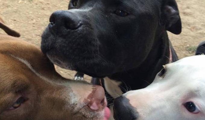 Rescue dogs licking each other in dog park