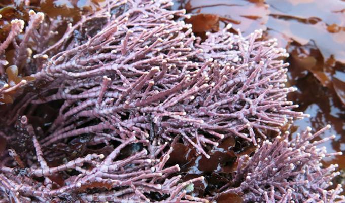 coral soaking in water on rock