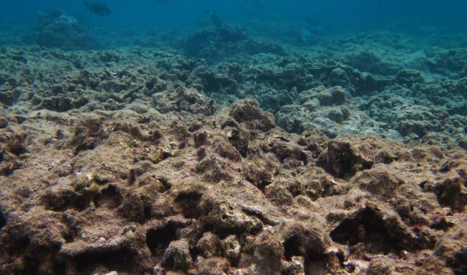 coral at bottom floor of shallow ocean
