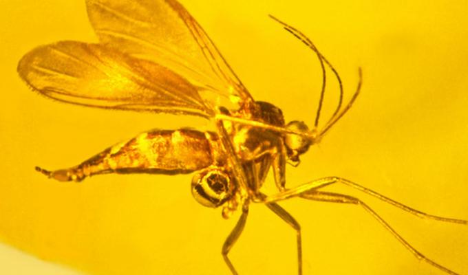 Detailed image of an orchid fossil