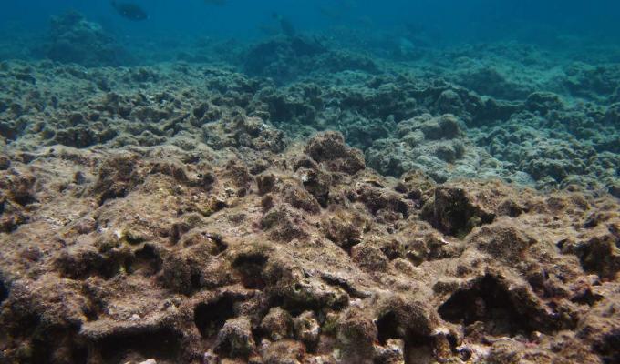 coral at bottom floor of shallow ocean