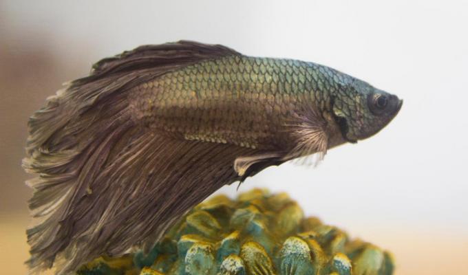 Fish on coral in fish bowl
