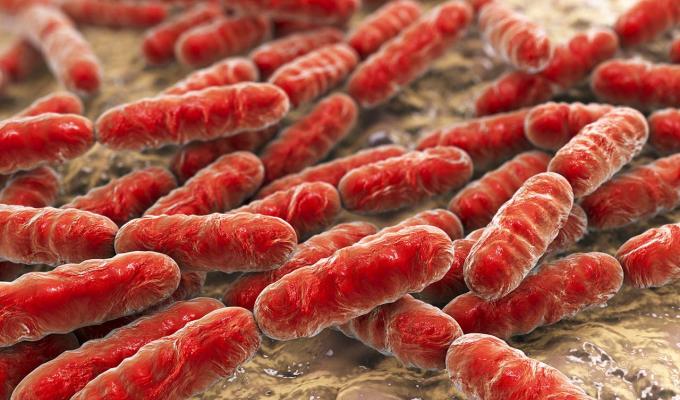 3D model of red Microbiomes