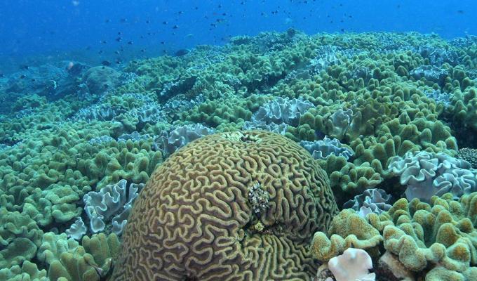 Coral in the ocean floor