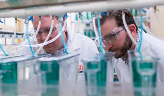 Thomas Sharpton with colleague analyzing samples in lab