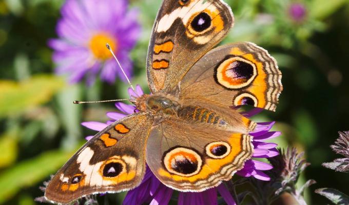 Butterfly sitting on purple flower in garden