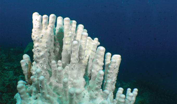 white coral at bottom floor of shallow ocean