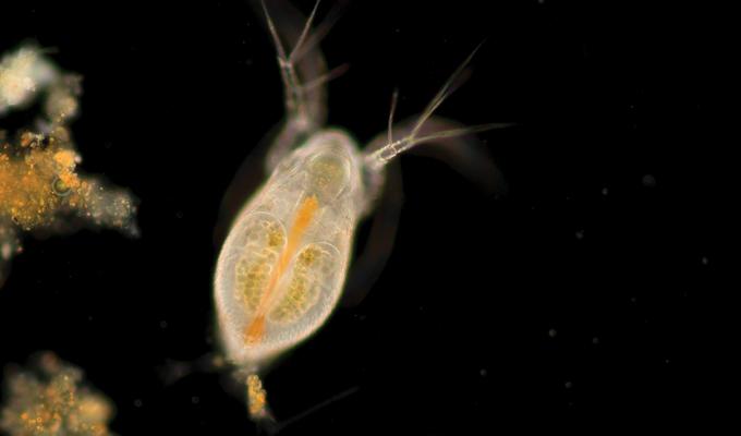 microscopic organism swimming through dark water