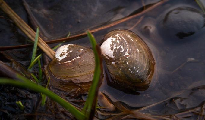oysters sitting in small creek