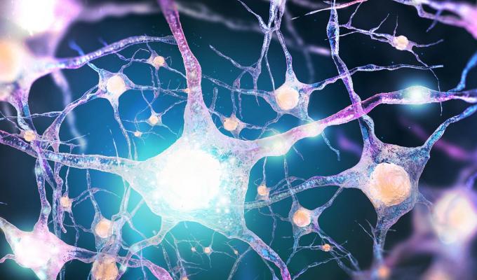 3D animation of nervous system and neurons