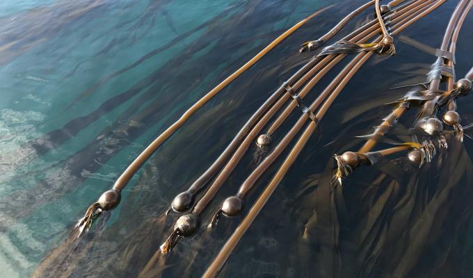 Bull Kelp floating on ocean surface