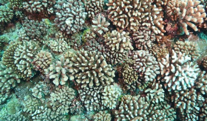 Aerial shot of coral reef.