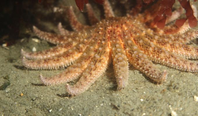 Sunflower sea star