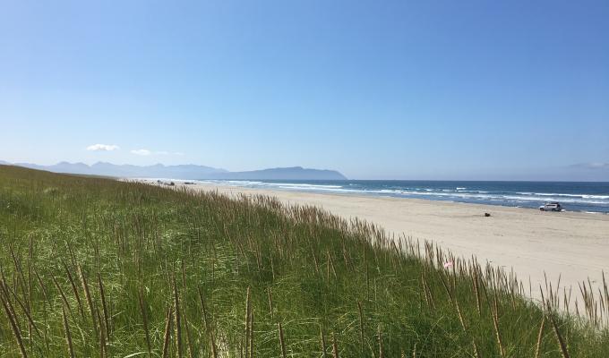 Beachgrass on a dune with a beach below and the ocean beyond