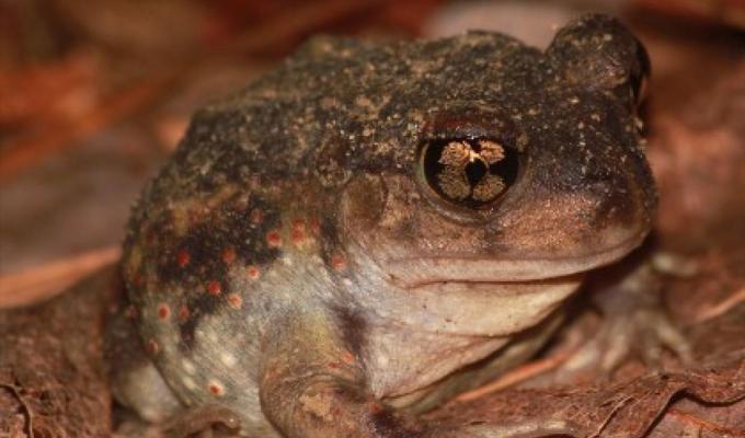 Eastern Spadefoot Toad sitting in leaves.