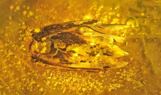 Eograminis balticus in yellow amber.