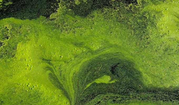 Image of algal bloom