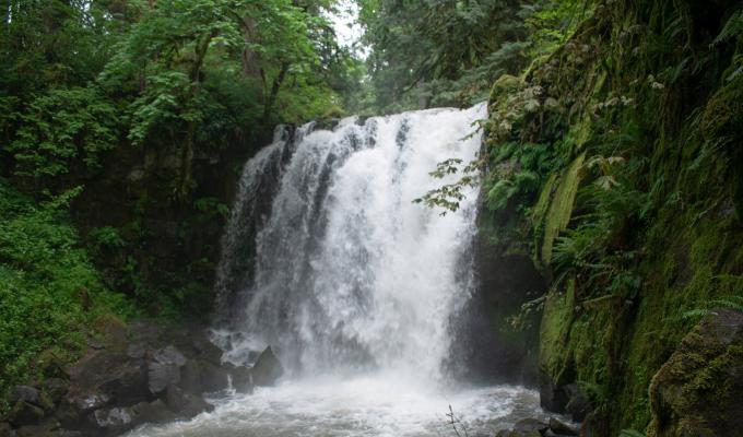 Oregon waterfall cascading down a cliffside surrounded by lush green trees.