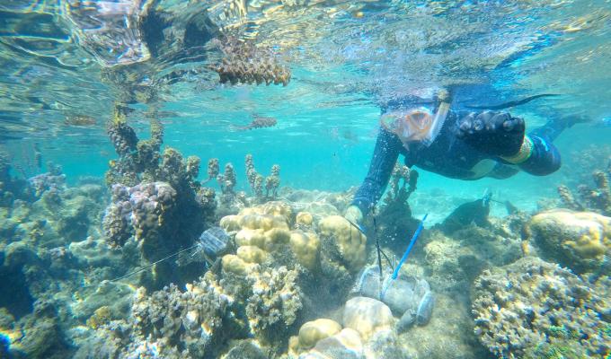 A diver looks under clear blue water at corals.